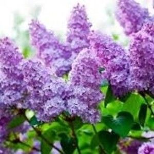 Meet your Posher, Sally